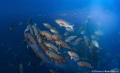   Twin Spot Snapper Spawning. Around few days leading Full Moon large aggregations wait ready spawn Spawning  